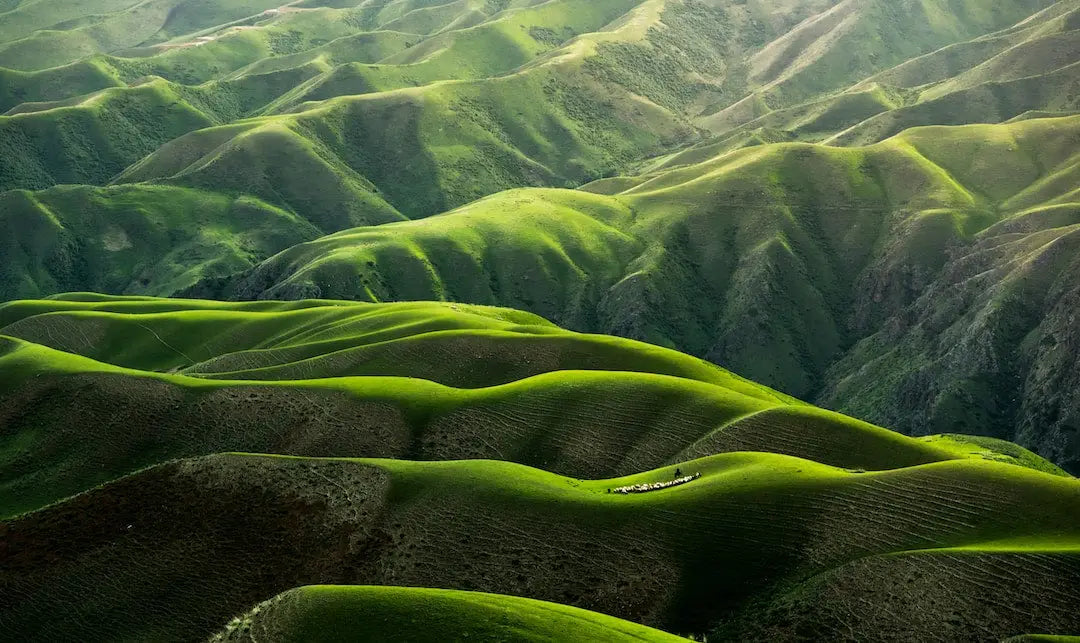 Bring the Beauty of Nature Inside with Nature-Inspired Posters