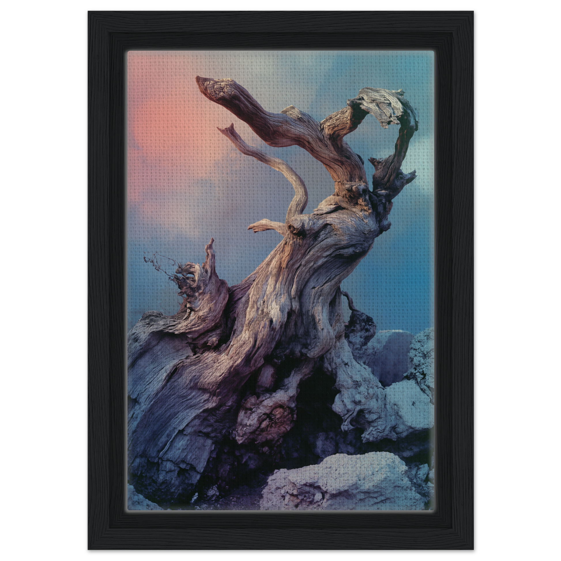 Gnarled driftwood artwork from Ancient Dreams Unfurled enhances room decor with dramatic flair