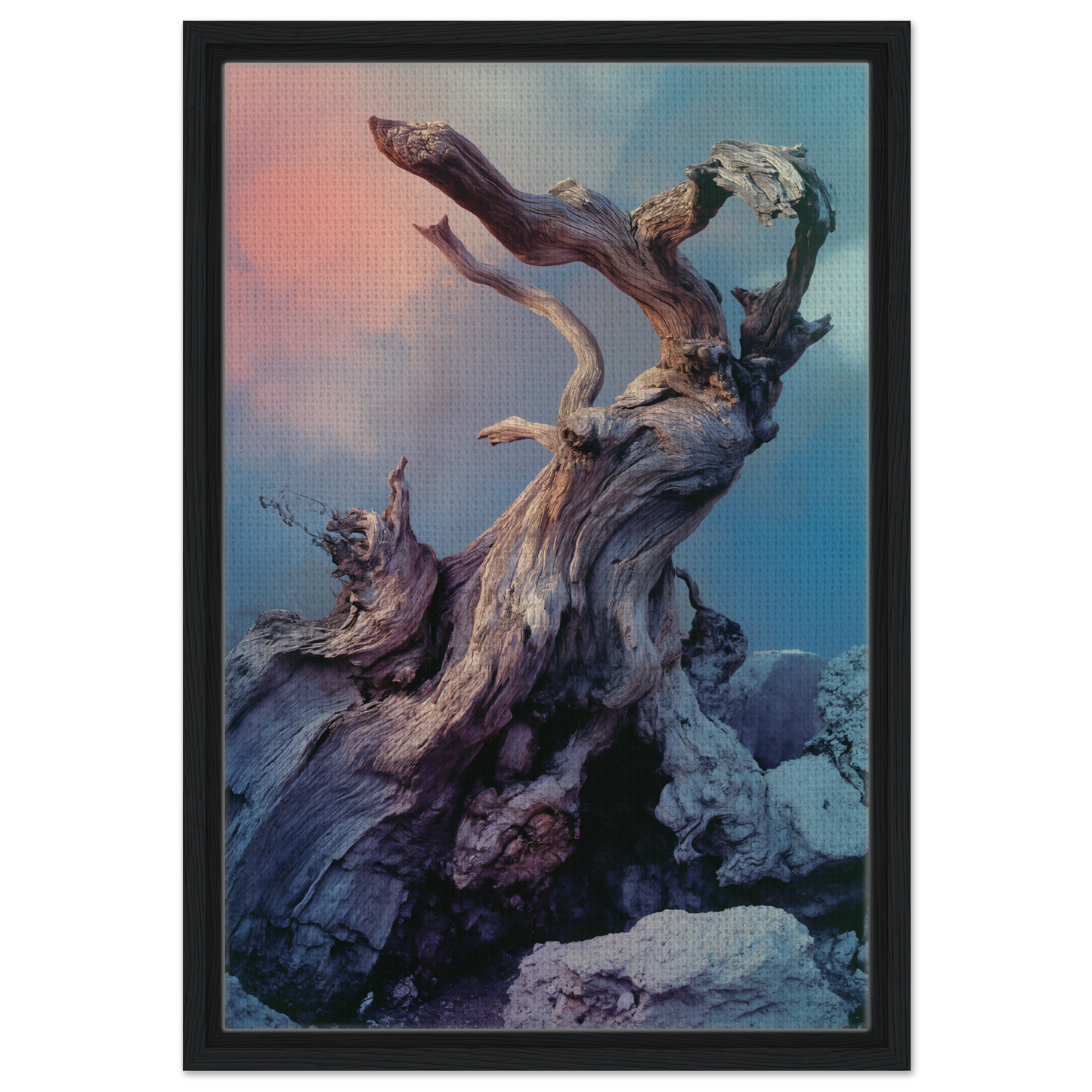 Gnarled driftwood against a colorful sky in Ancient Dreams Unfurled framed canvas print