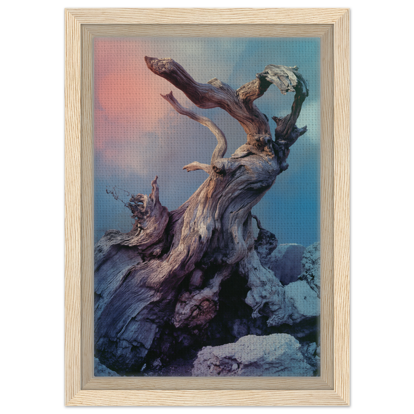Gnarled driftwood silhouette against a colorful sky for Ancient Dreams Unfurled room decor