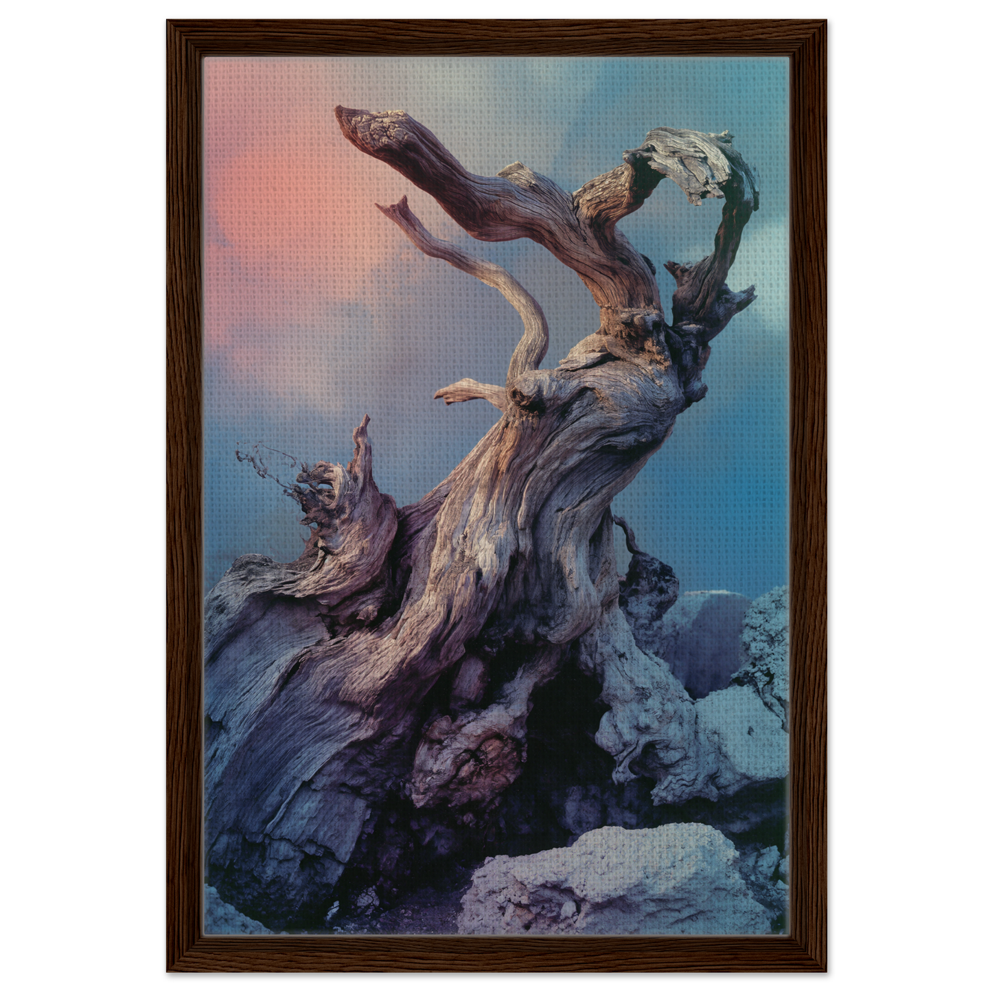 Gnarled driftwood against a soft sky featured in Ancient Dreams Unfurled framed canvas print