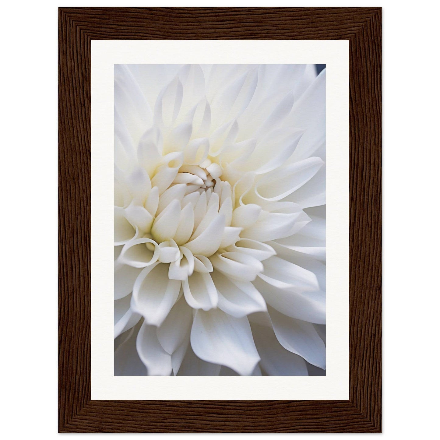 Close-up photograph of a white dahlia flower in full bloom.