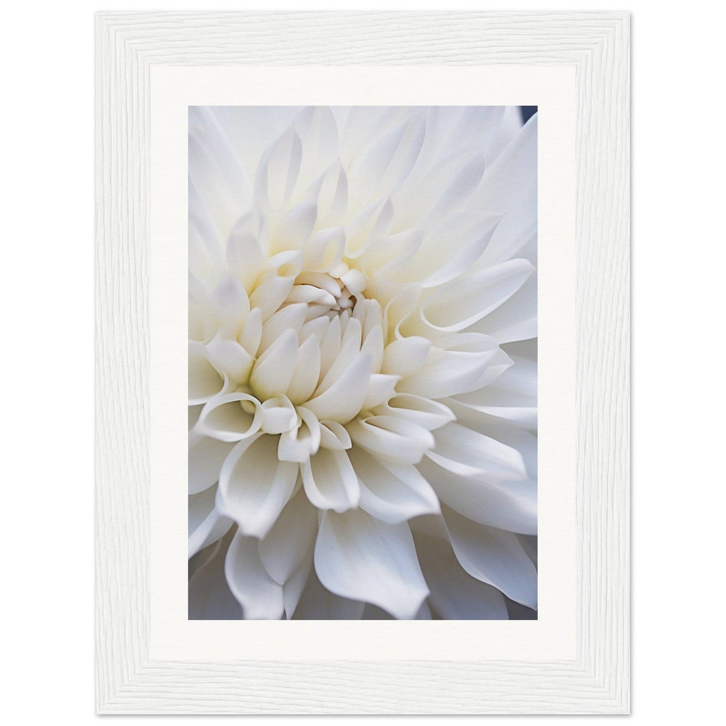 White dahlia flower with delicate layered petals in full bloom.
