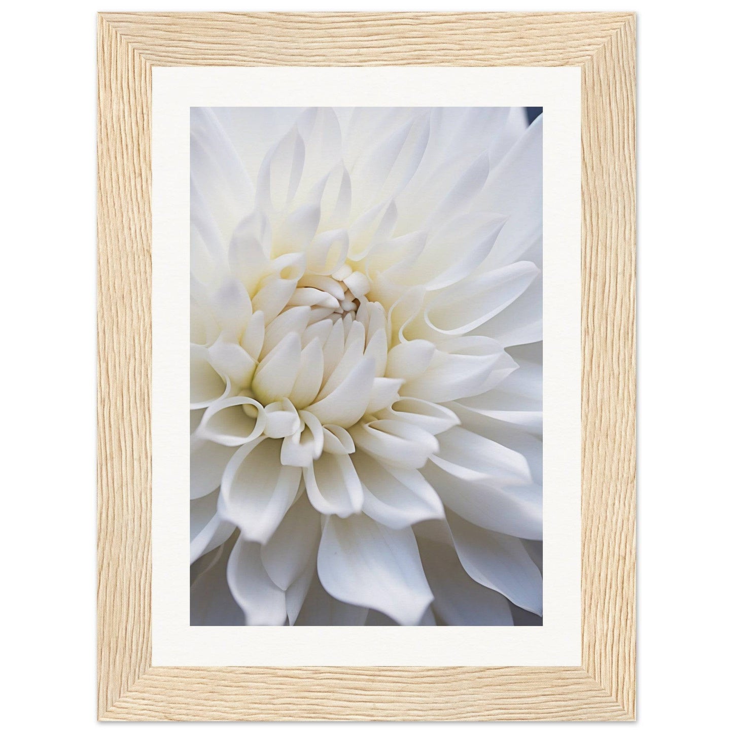 Close-up photograph of a white dahlia flower in a light wooden frame.