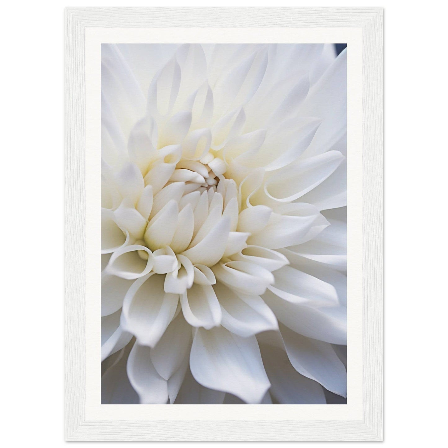 White dahlia flower in close-up view, showcasing its layered petals.