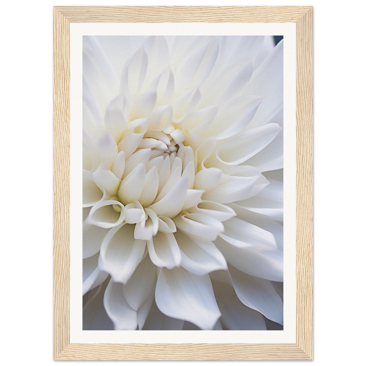 White dahlia flower with layered petals in close-up view.