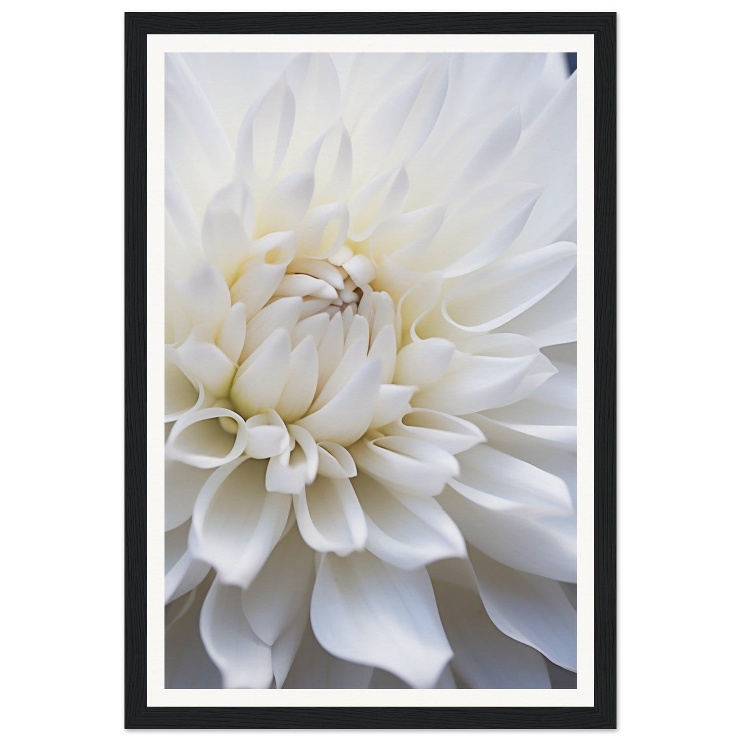 Close-up of a white dahlia flower with layered petals.