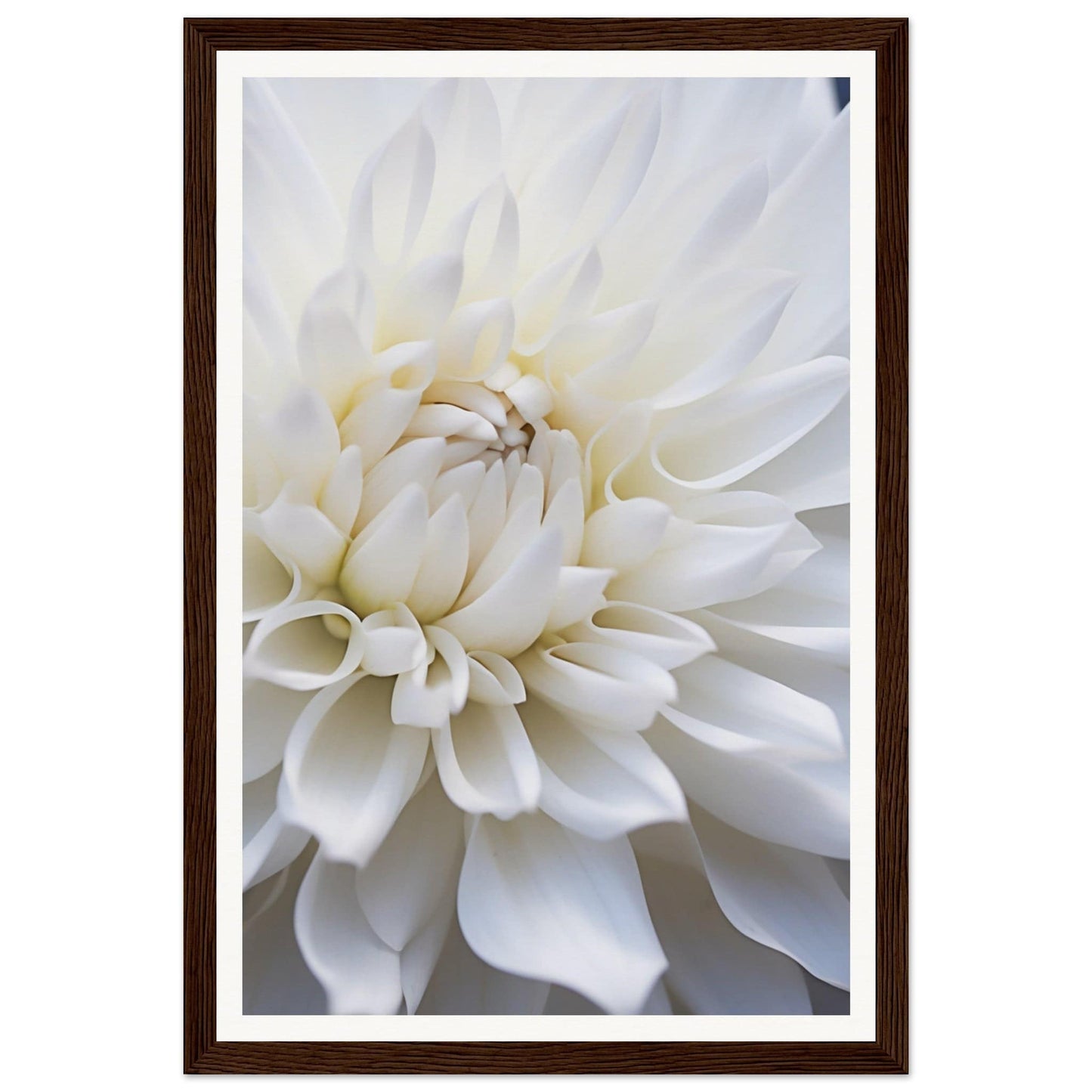 White dahlia flower in close-up view, showing its layered petals.