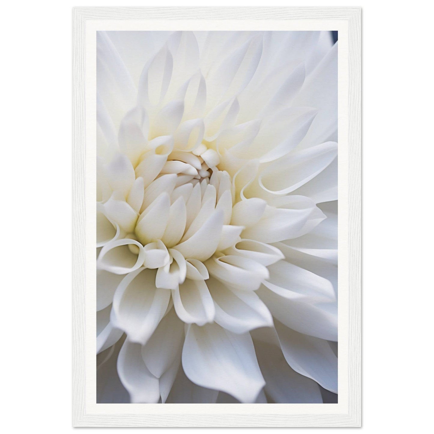 White dahlia flower in close-up view, showing its layered petals.