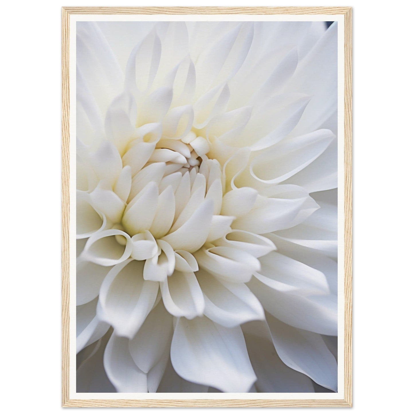 Close-up of a white dahlia flower with layered petals.