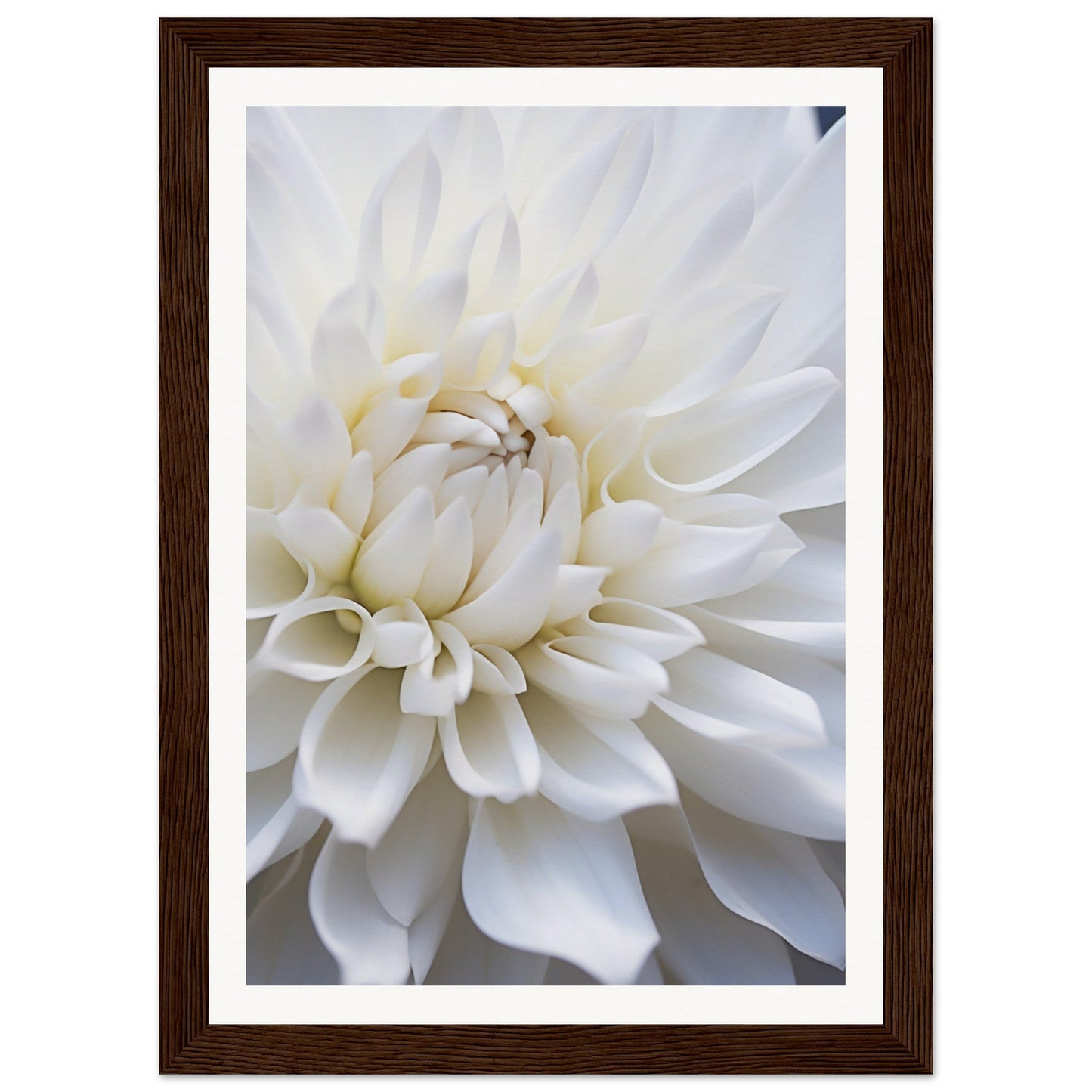 Close-up of a white dahlia flower with layered petals.