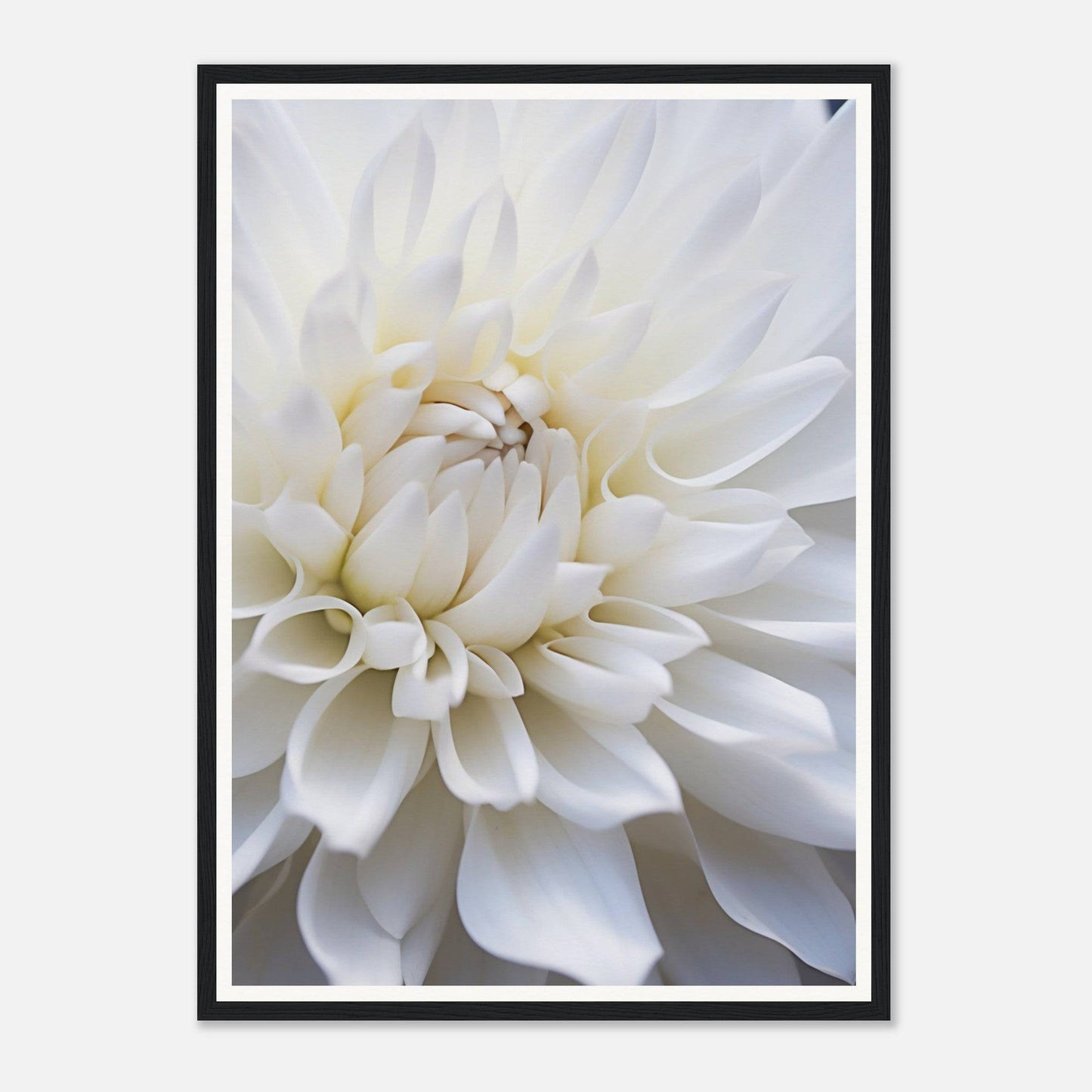 White dahlia flower with layered petals in full bloom.