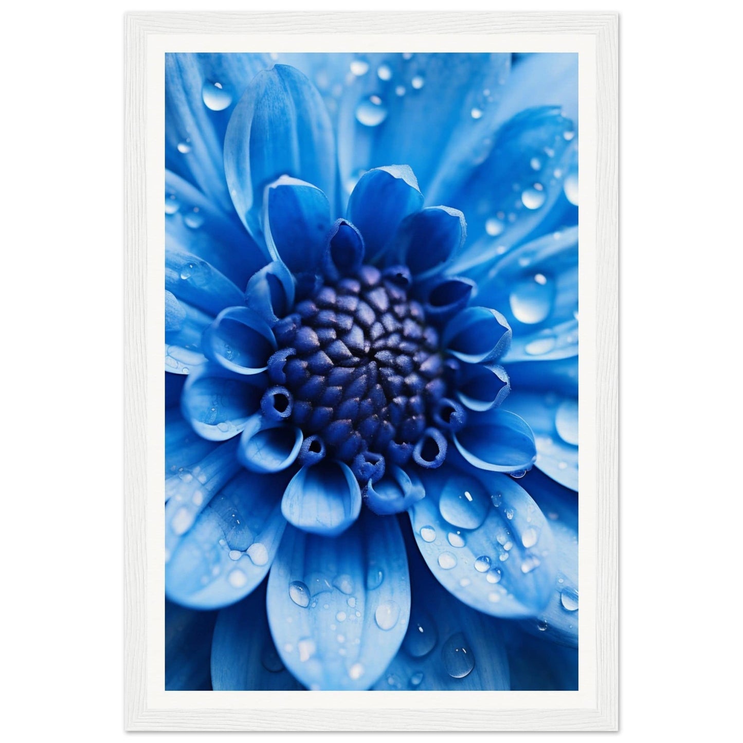 Vibrant blue flower with water droplets on its petals.