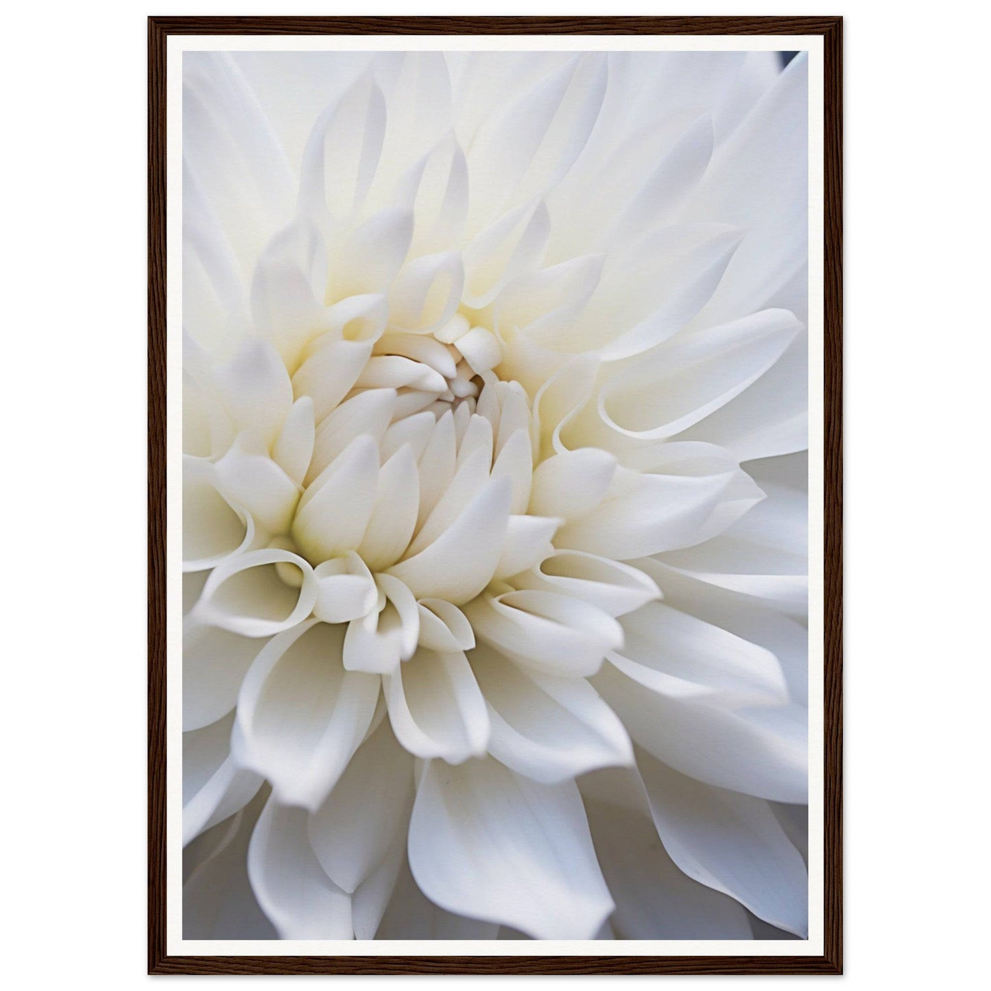 Close-up of a white dahlia flower with layered petals.