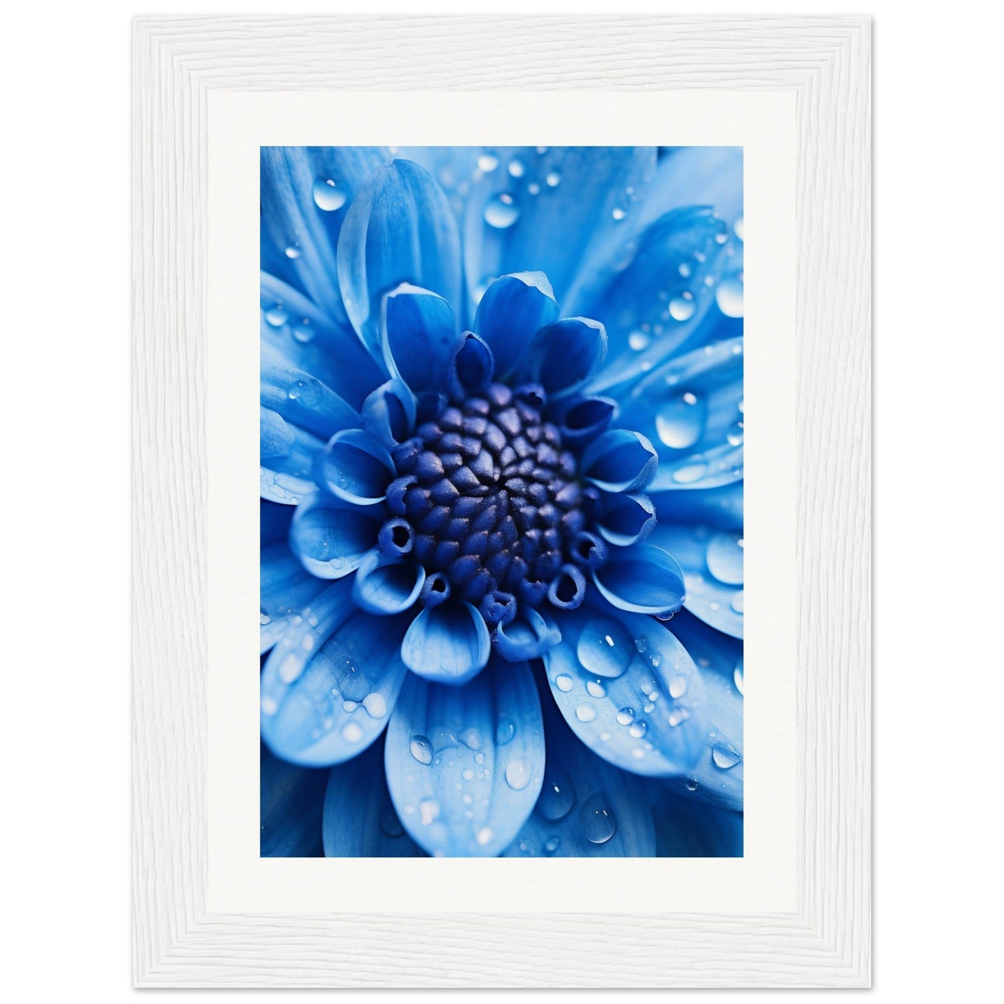 Vibrant blue flower with water droplets on its petals.