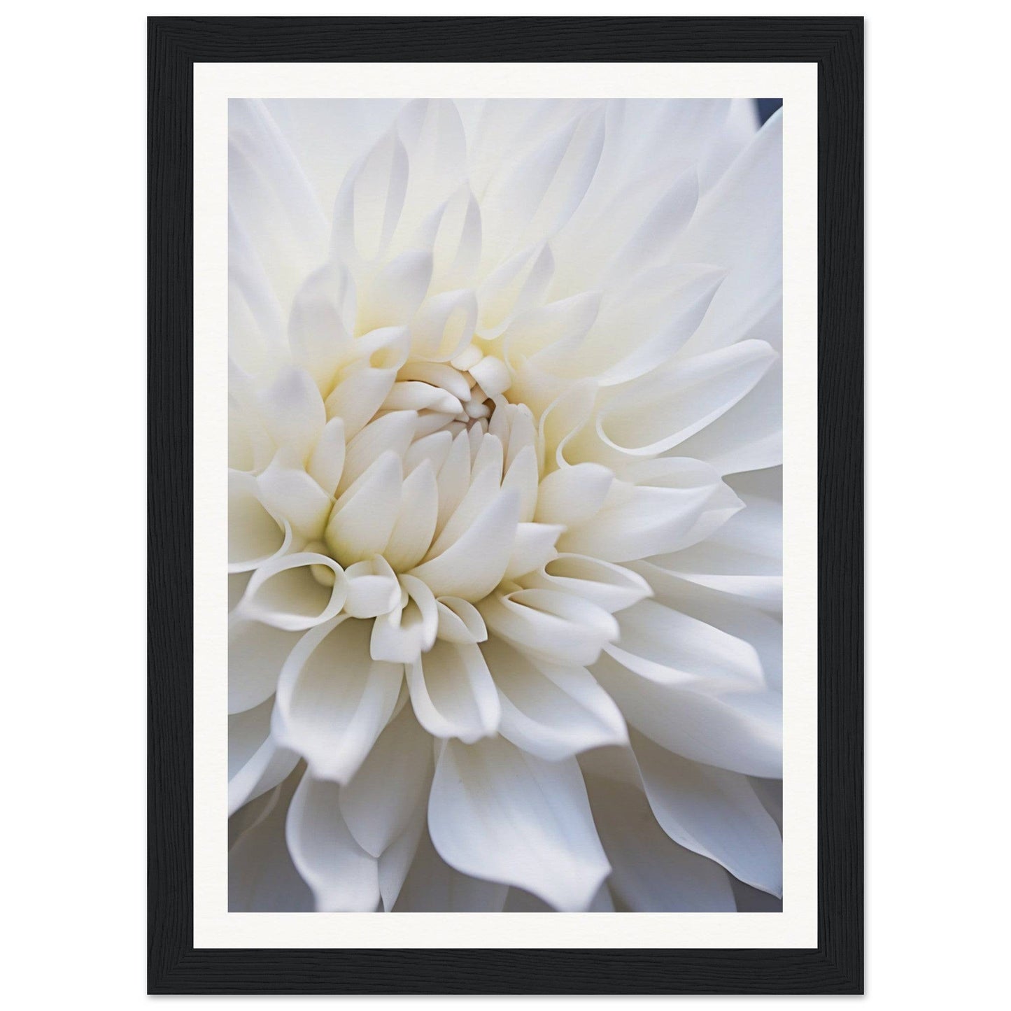 Close-up of a white dahlia flower with layered petals.