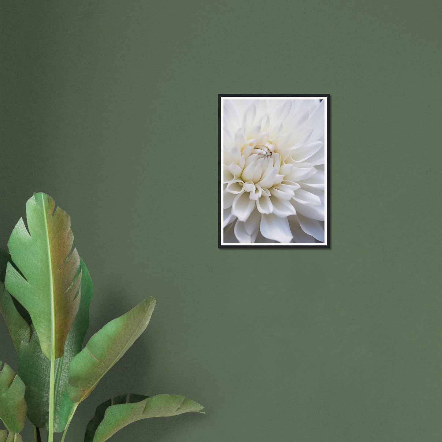 Framed photograph of a white dahlia flower in close-up.