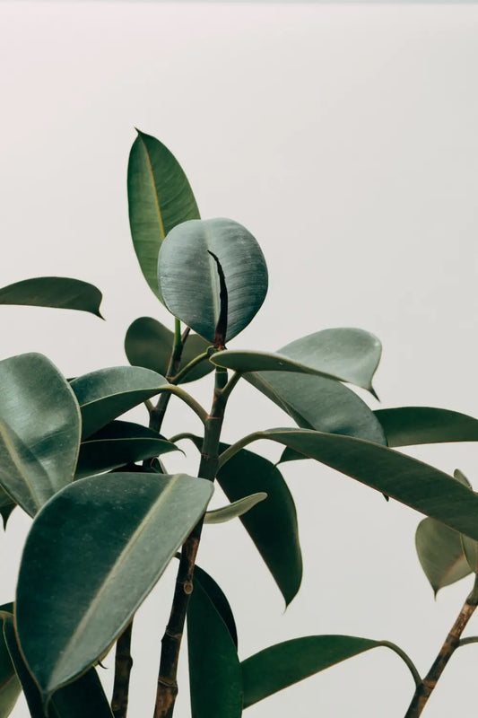 The Wonderful World of Wallpaper: Exploring Different Types and Styles
