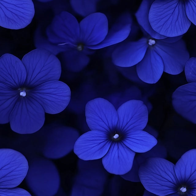 A close-up of several vibrant blue flowers with overlapping petals, set against a dark background that accentuates their color.