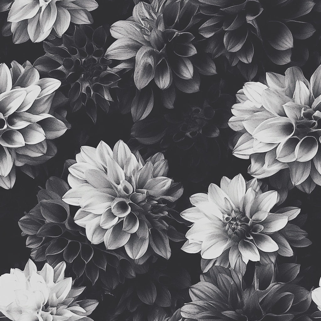 Black and white image featuring a detailed, close-up view of several dahlia flowers with layered petals. The flowers are tightly clustered, creating a textured and intricate pattern.