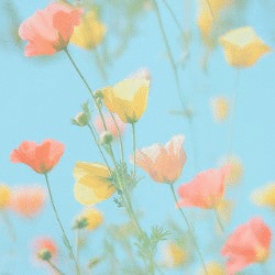 Soft-focus image of blooming pink, yellow, and orange poppies against a pale blue sky, creating a dreamy and delicate atmosphere.