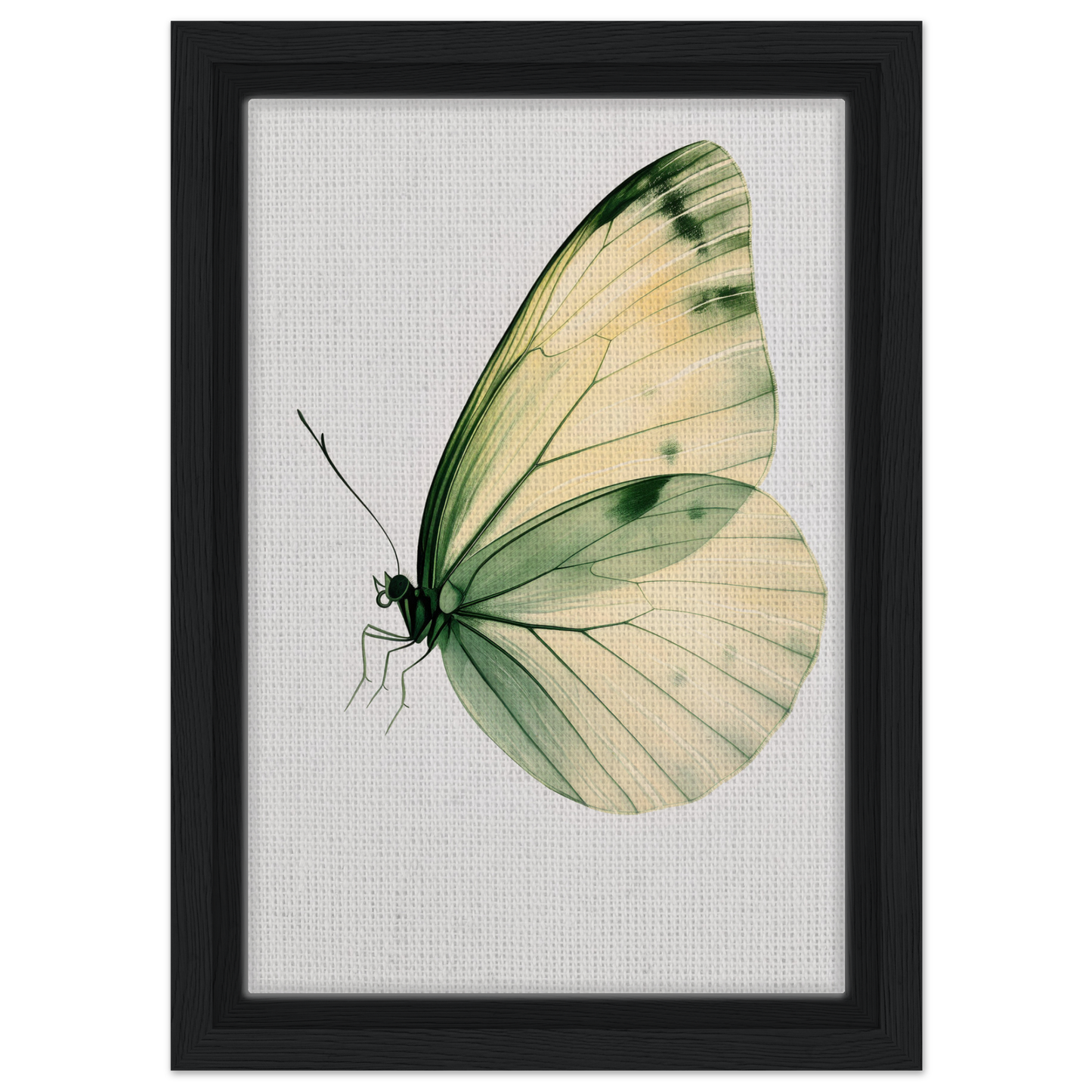 Delicate butterfly in pale green and cream, featured in Ephemeral Wingtime Suspension canvas wall art