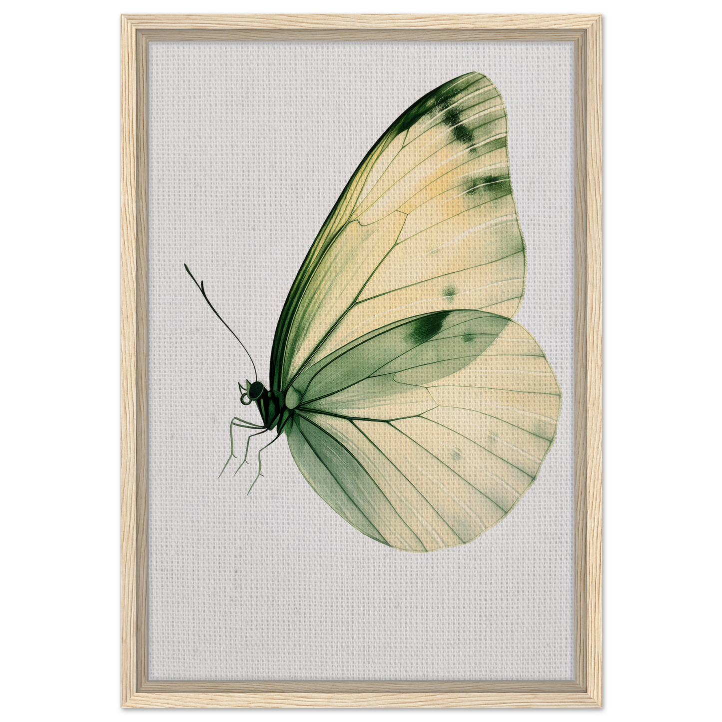 Delicate butterfly with pale green and cream wings in Ephemeral Wingtime Suspension print