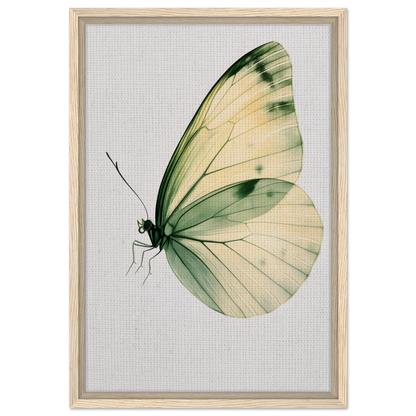 Delicate butterfly with pale green and cream wings in Ephemeral Wingtime Suspension print