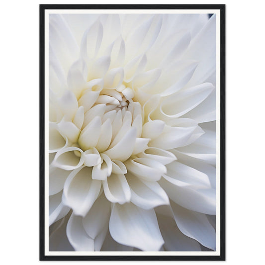 Close-up of a white dahlia flower with layered petals.