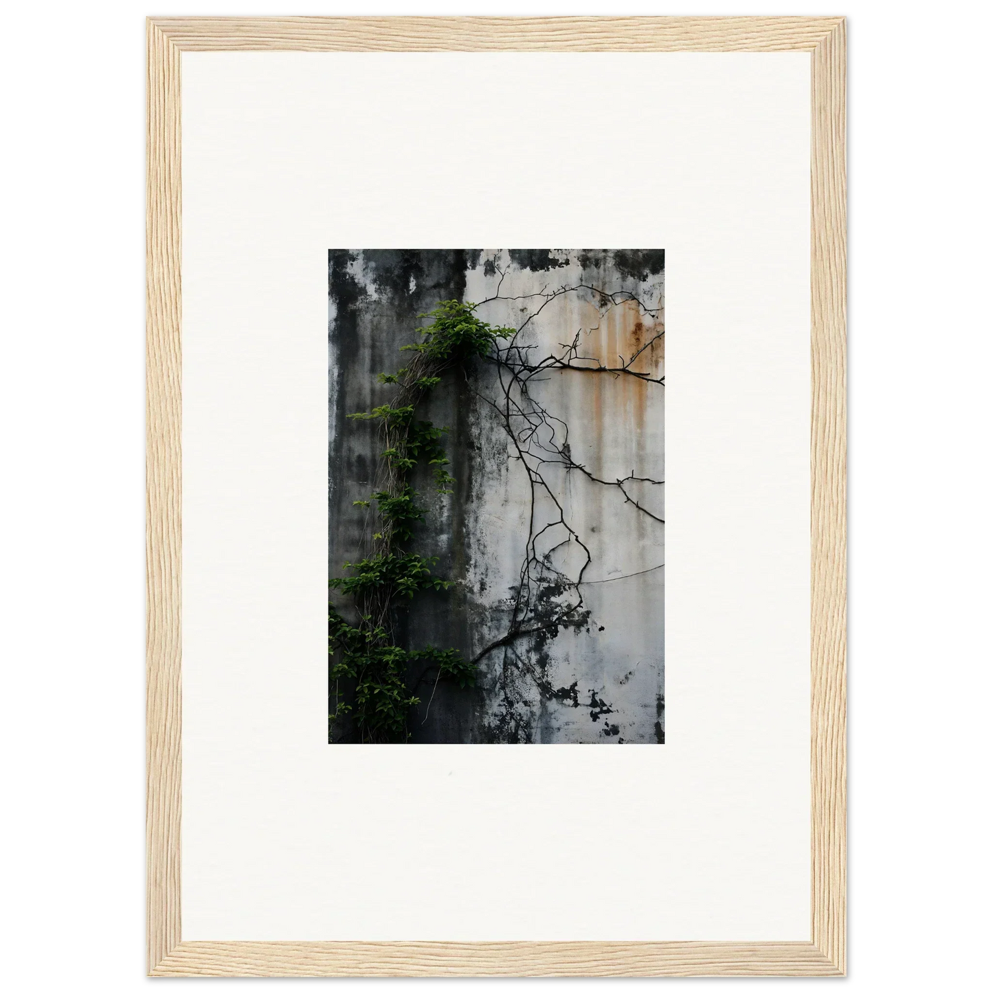 Framed wall art of a weathered wall with vines, perfect for room decor