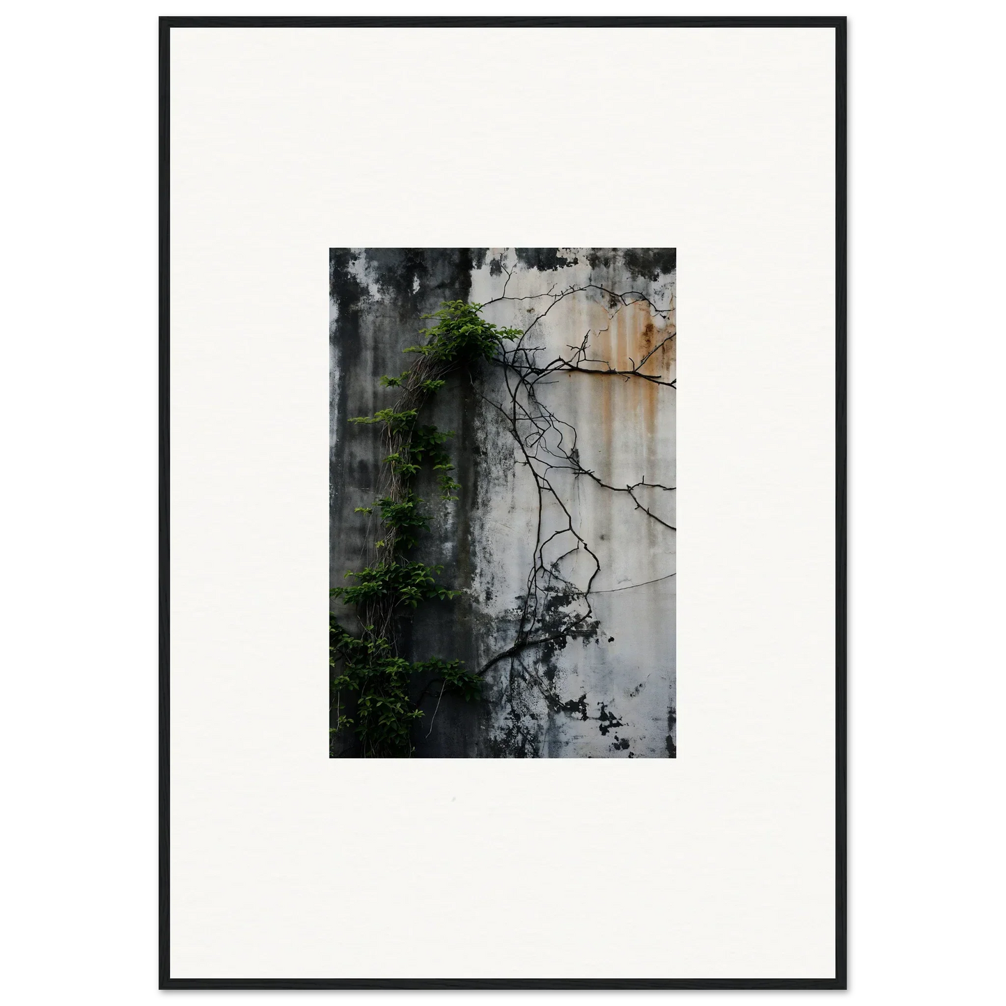 Framed wall art of a weathered wall with vines, perfect for room decor