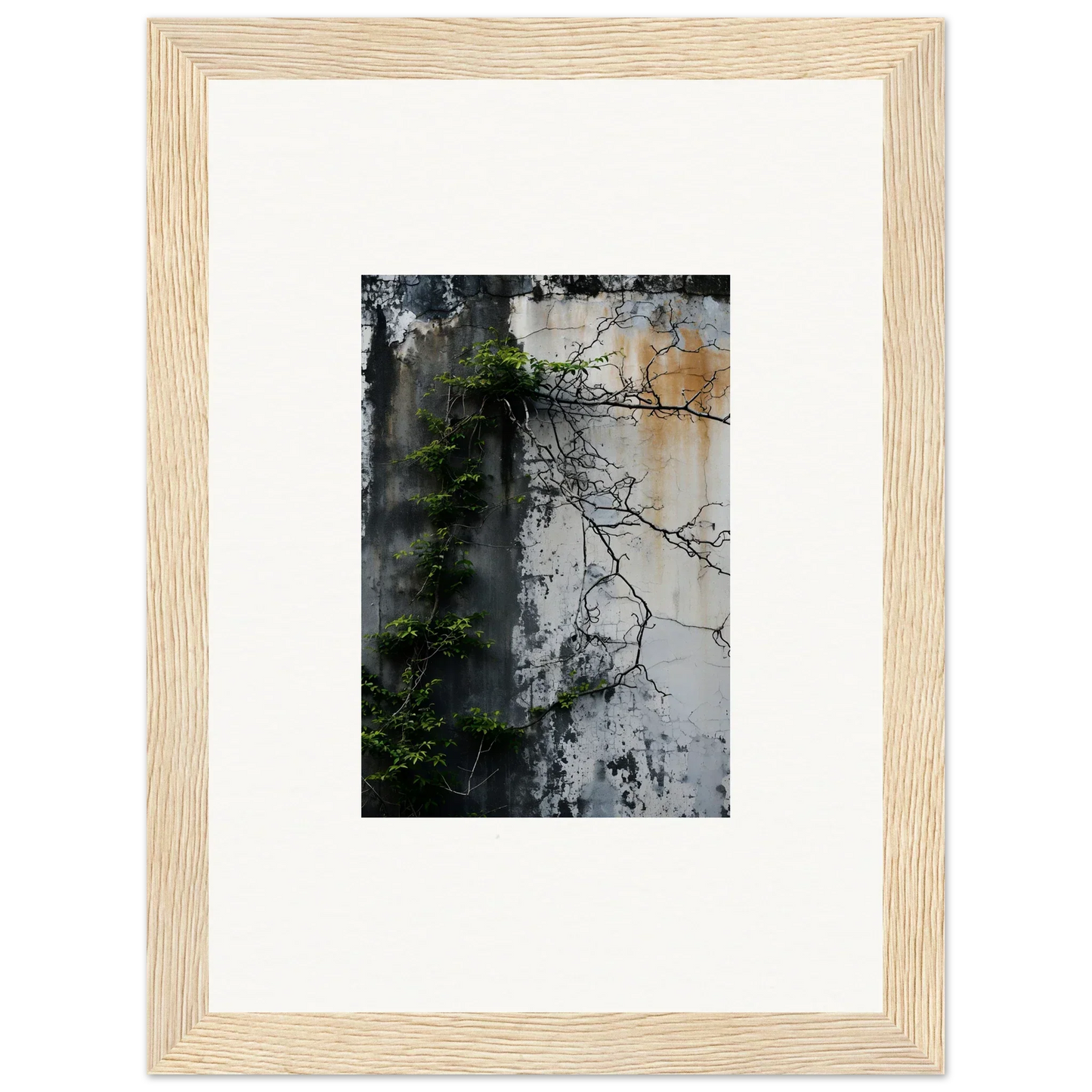 Framed canvas print of a weathered wall with vines for nature wghhosting room decoration