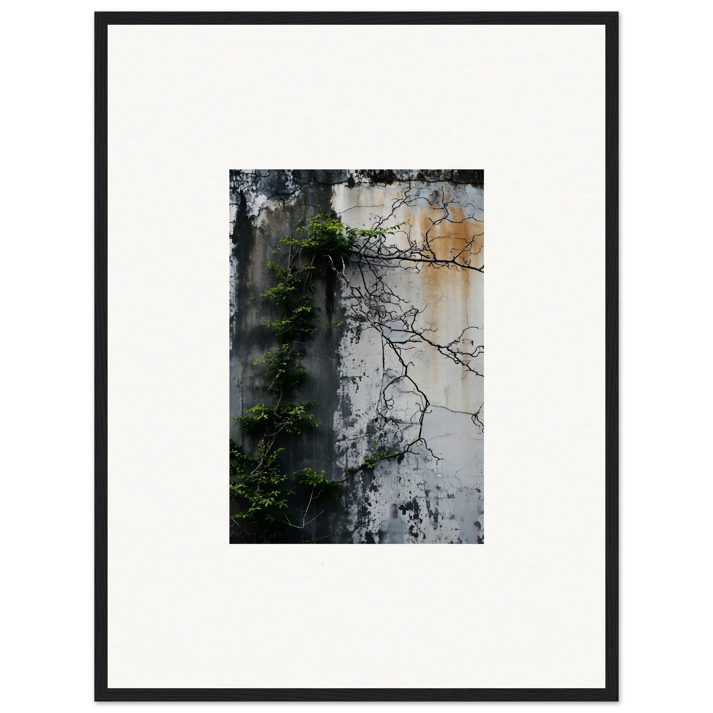 Framed photograph of a weathered wall with vines for nature wghhosting room decoration