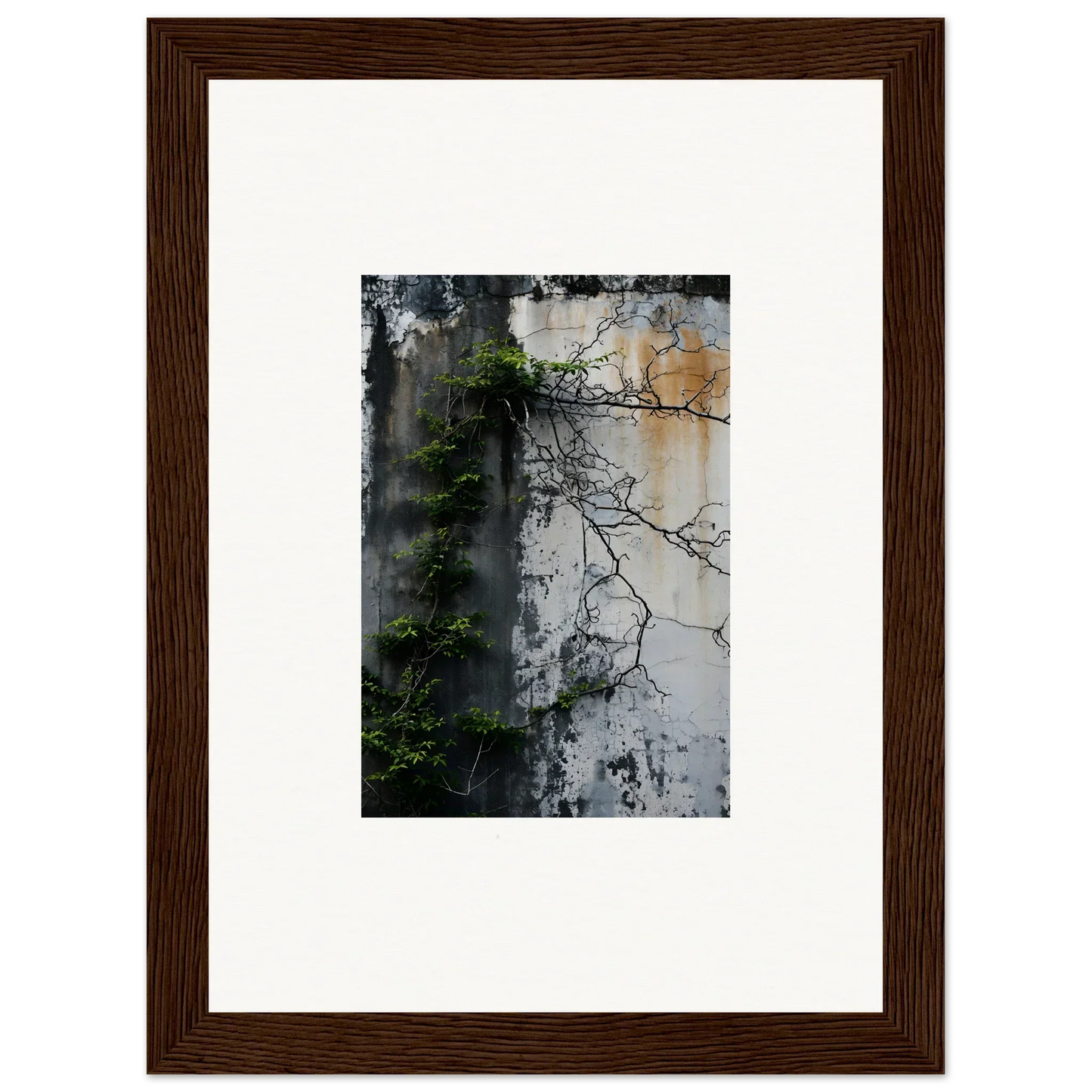 Framed photograph of a weathered wall with vines, perfect for Nature Wghhosting decor