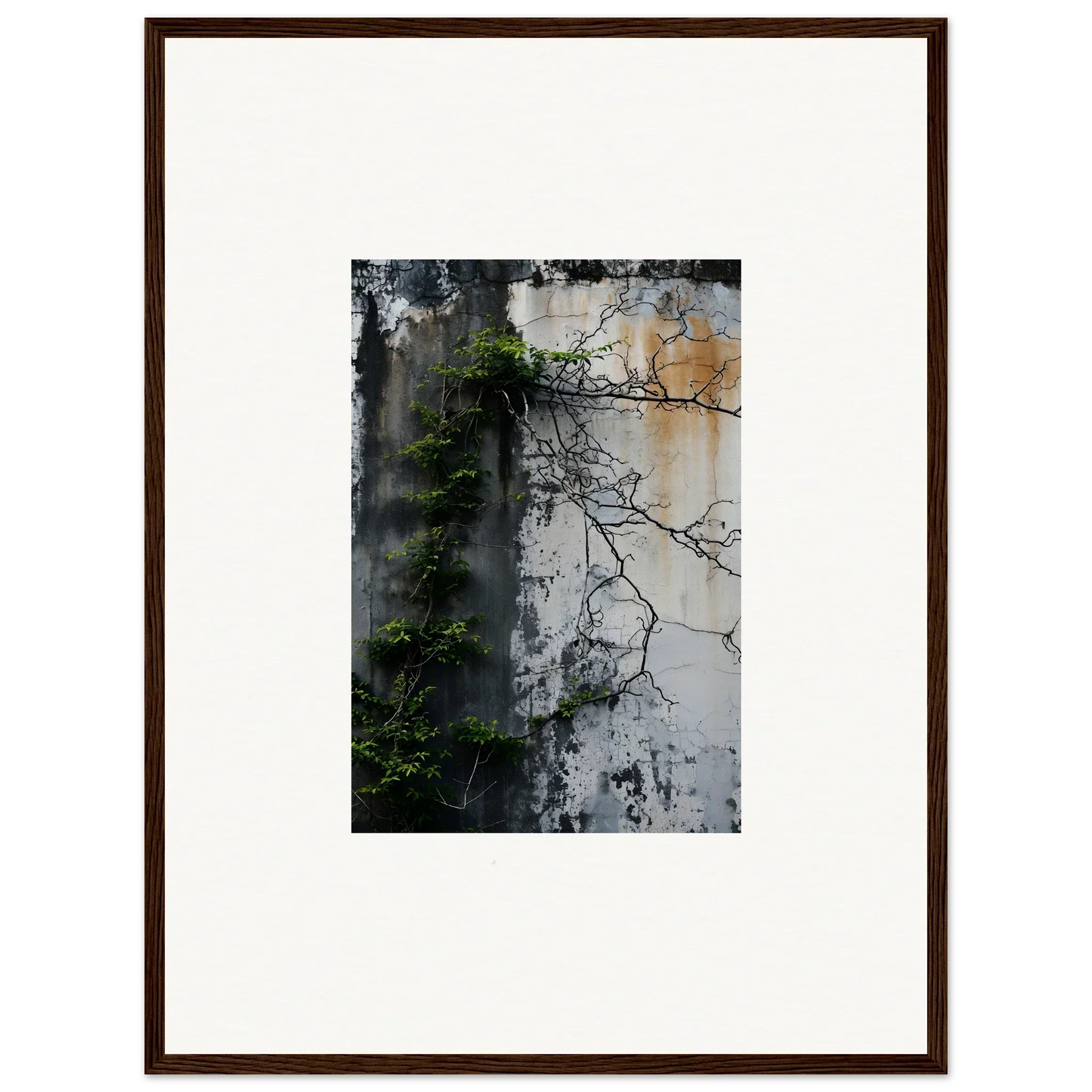 Framed photograph of a weathered wall with vines, perfect for Nature Wghhosting room decoration