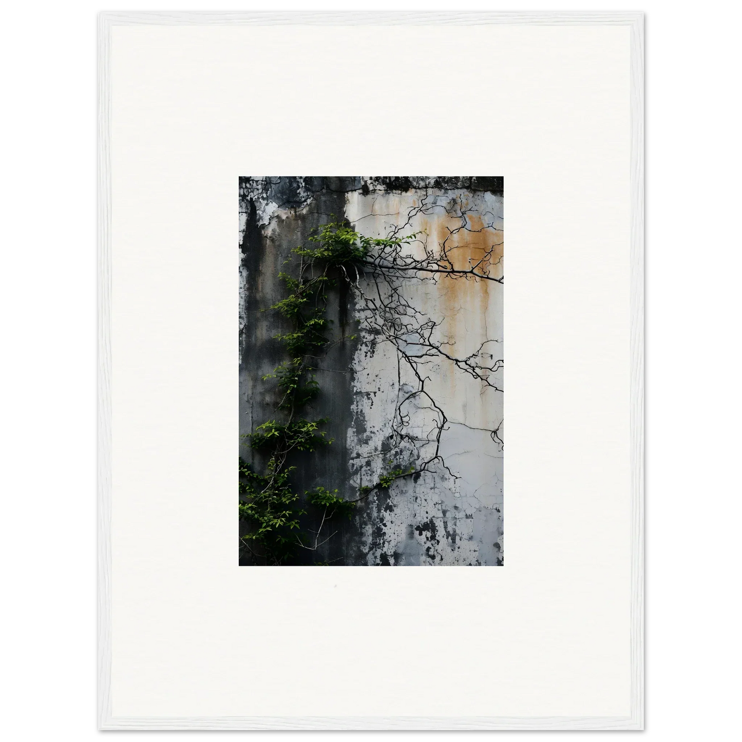 Weathered concrete wall with plants and shadows for nature wghhosting canvas print