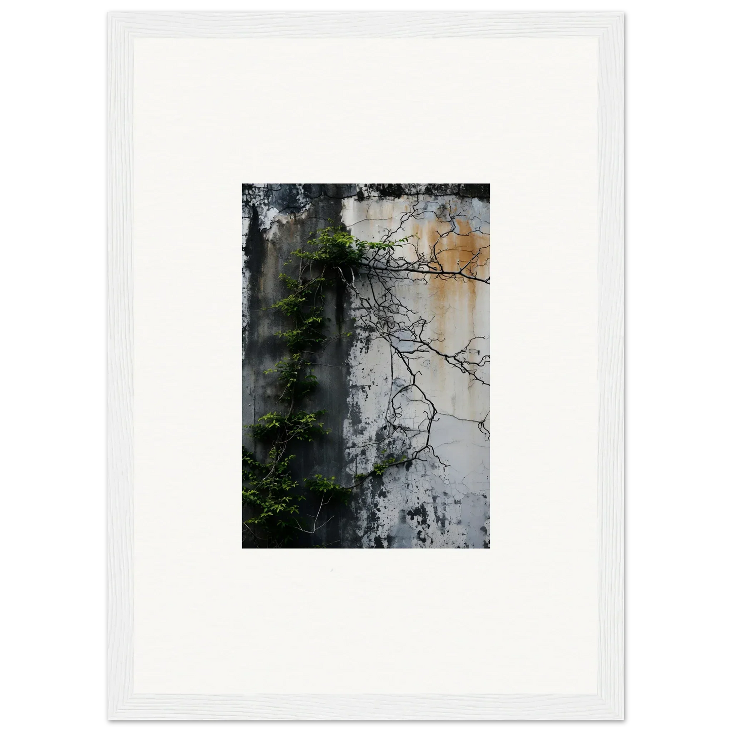 Framed photograph of a weathered wall with plant shadows for nature wghhosting decor