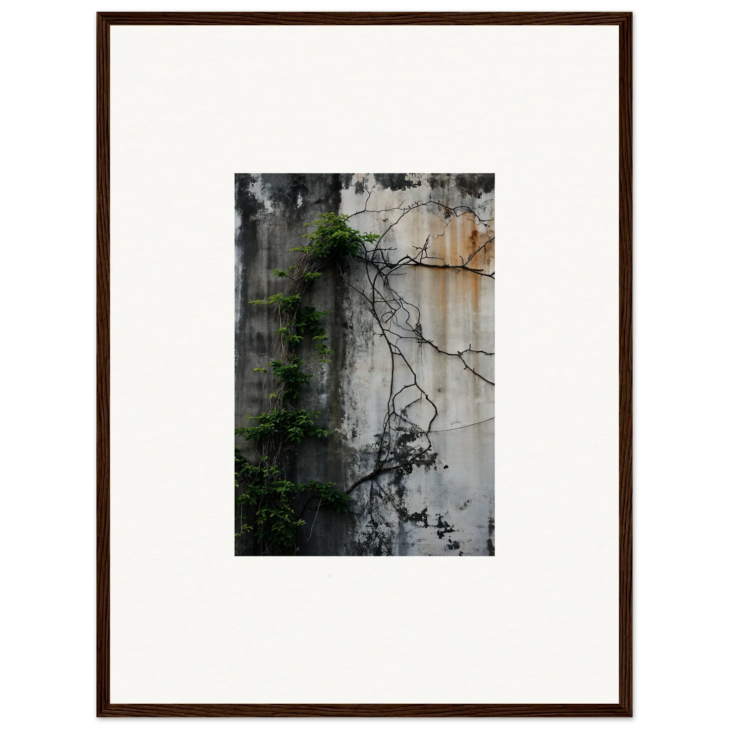 Framed canvas print of a weathered concrete wall with vines for urban tango room decoration