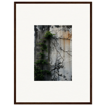 Framed canvas print of a weathered concrete wall with vines for urban tango room decoration