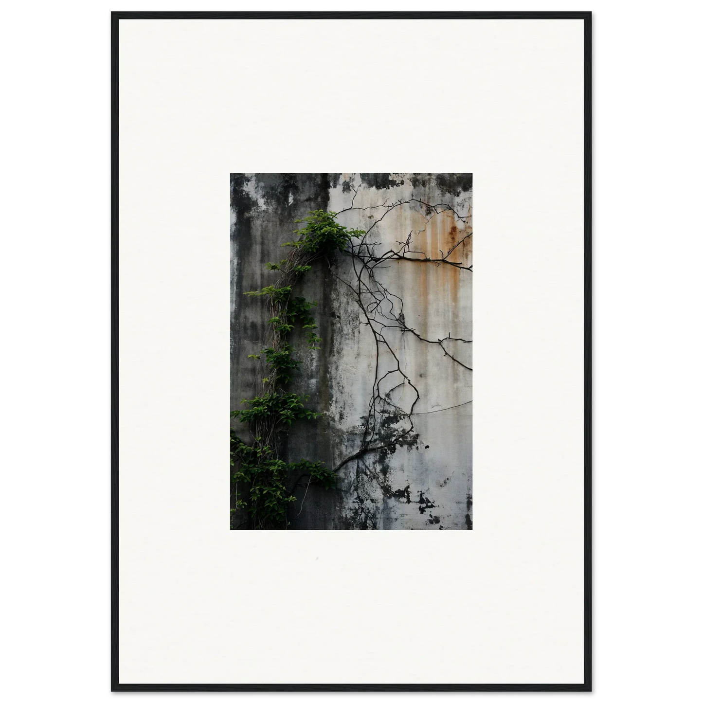 Framed canvas print of a weathered concrete wall with vines, perfect for Urban Tango room decoration