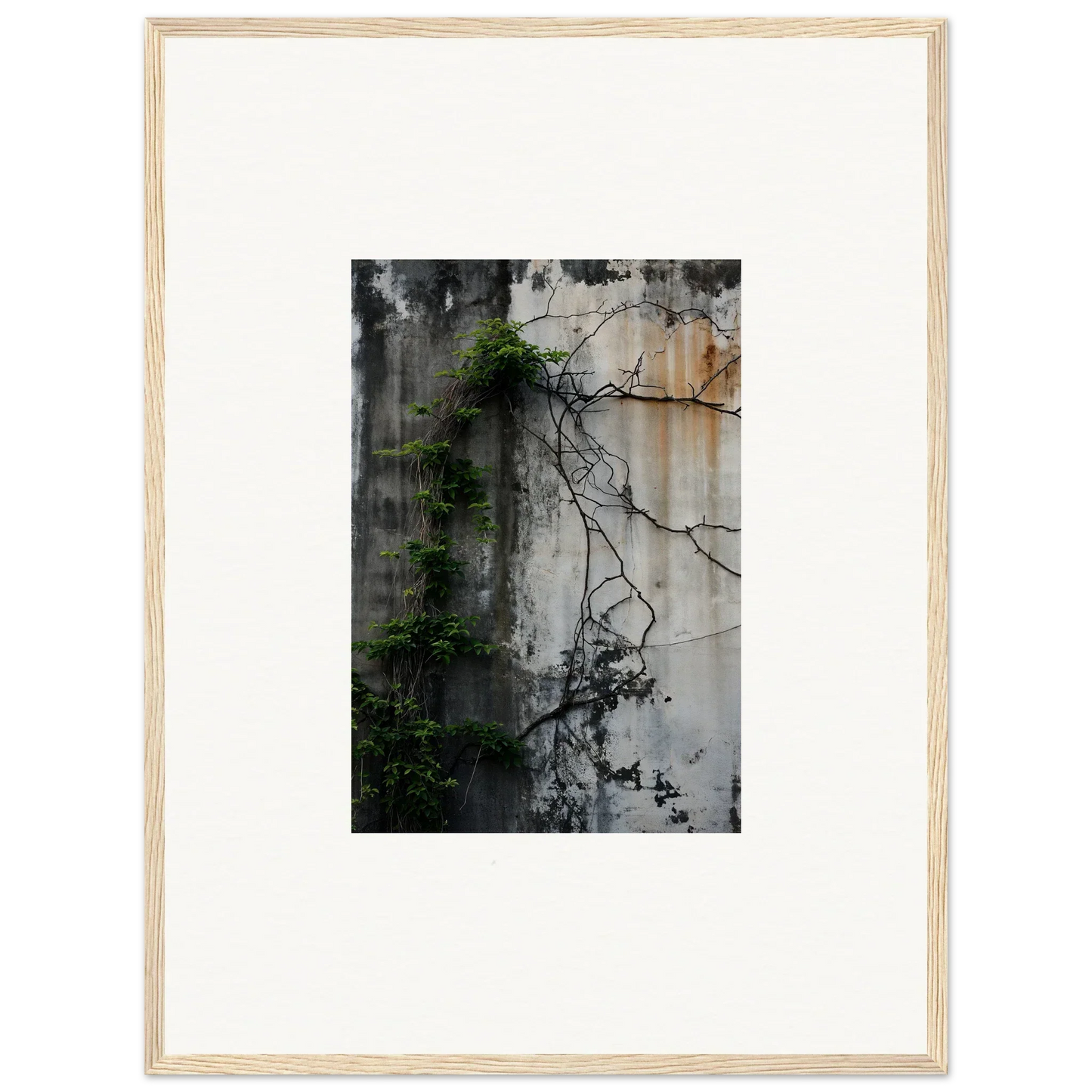 Framed canvas print of vines on a concrete wall for urban tango room decoration