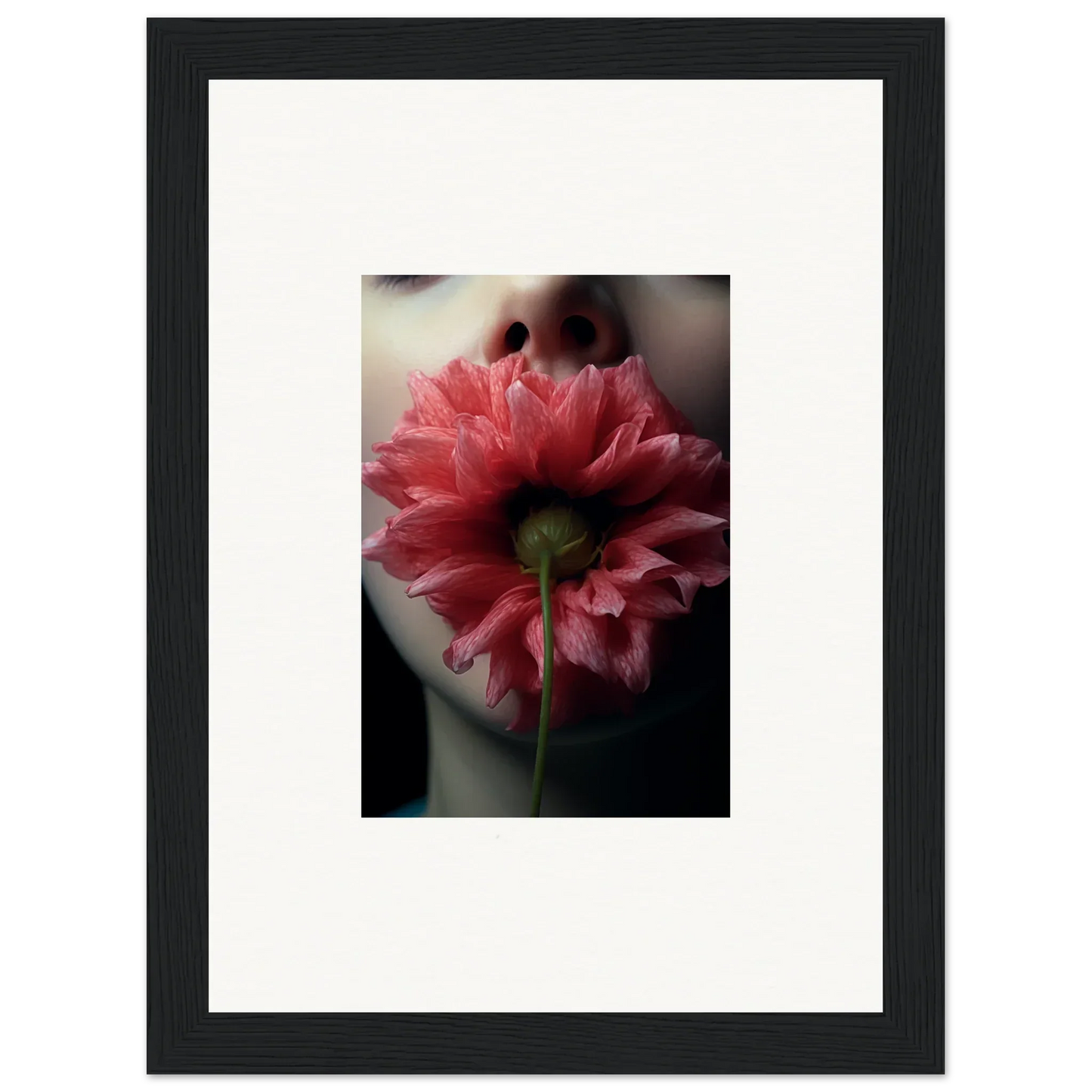 Vibrant pink dahlia flower in bloom eternally perfect for room decoration canvas print