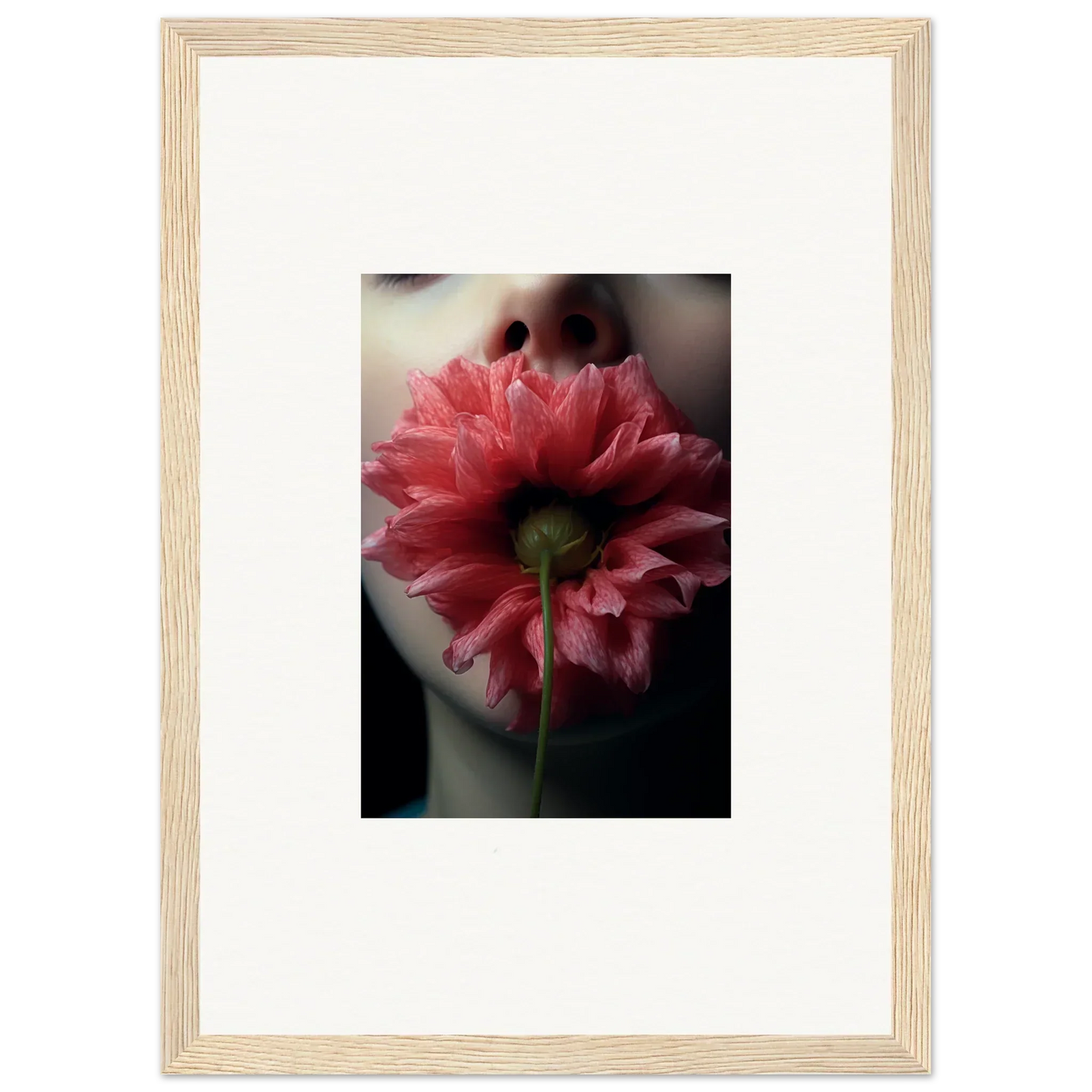 Close-up of a Pink Dahlia, perfect for a Bloom Eternally canvas print in room decoration