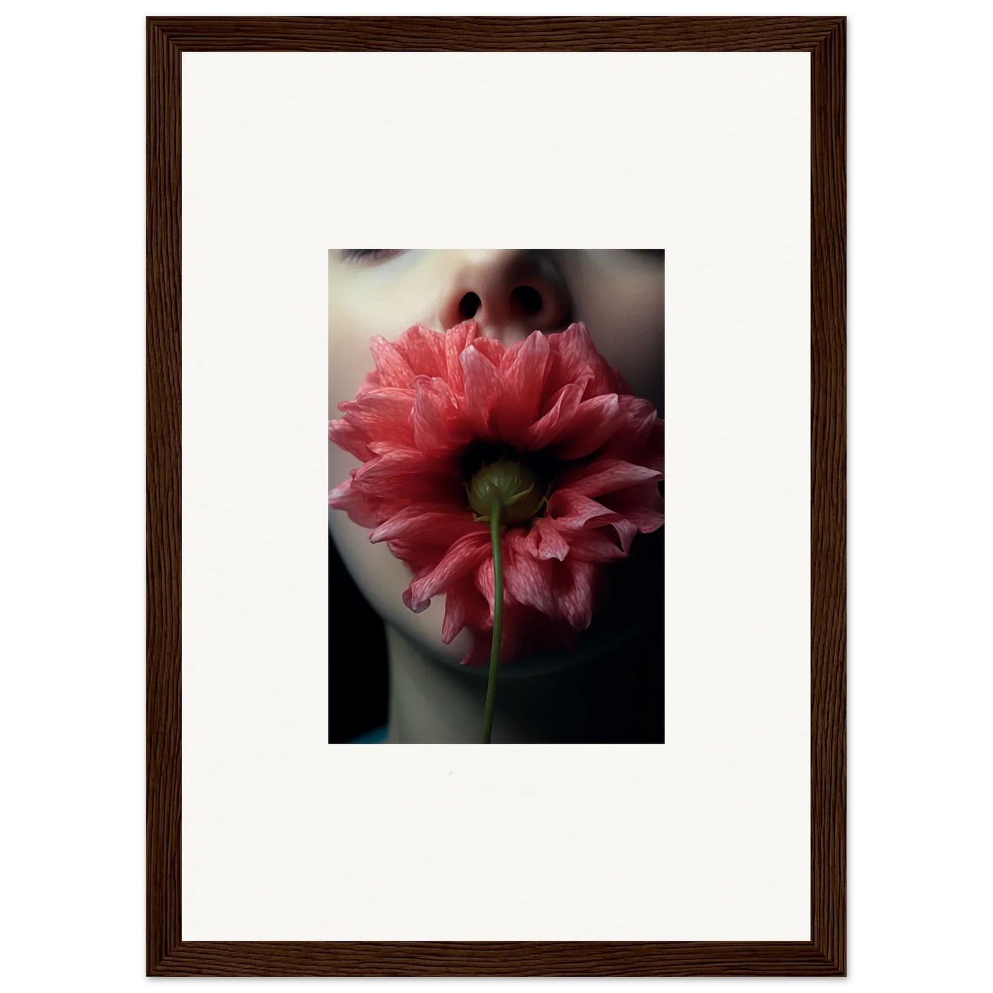 Pink dahlia flower viewed from below, perfect for room decoration canvas print