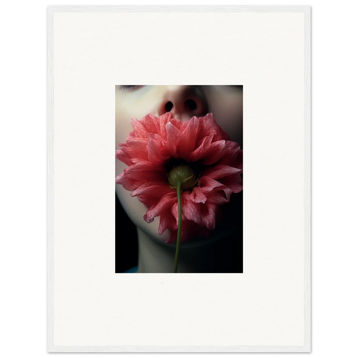 Vibrant pink dahlia blooming eternally, perfect for room decoration canvas print