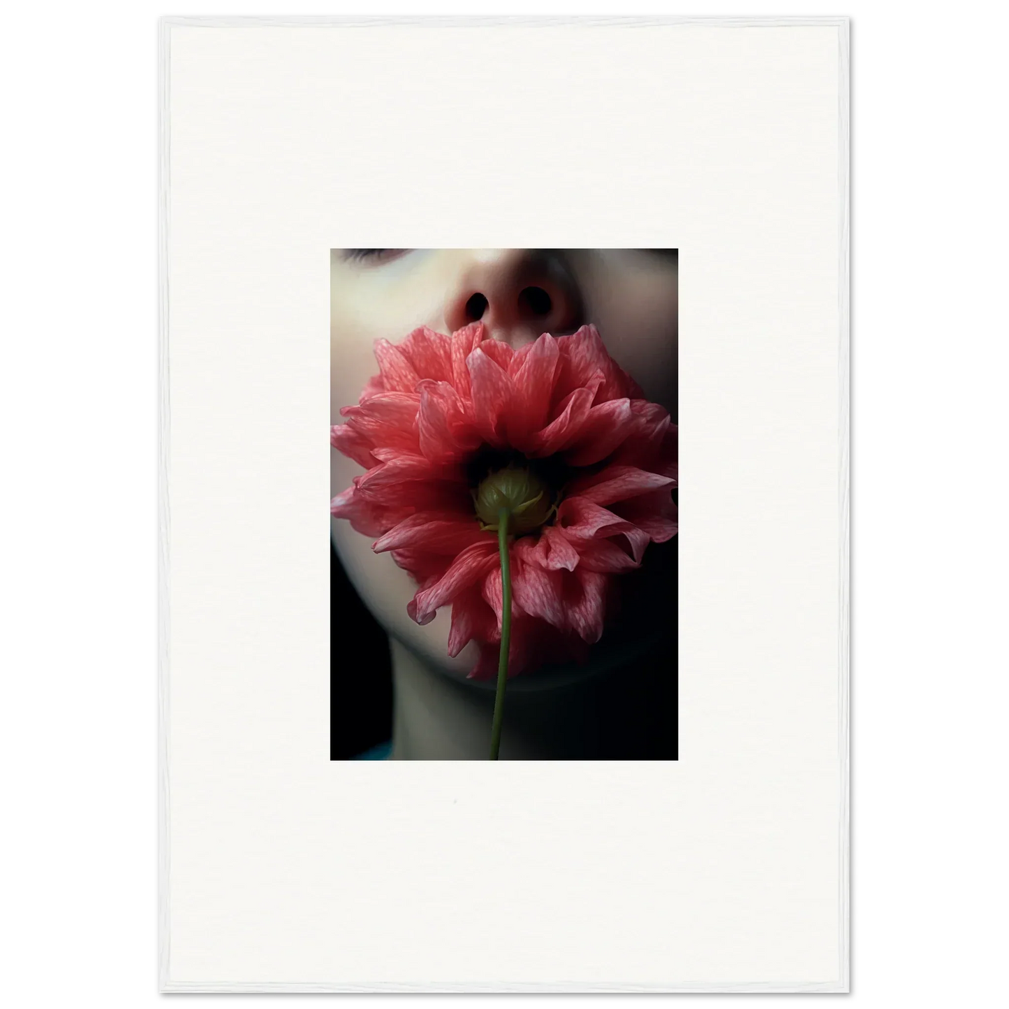 Pink dahlia flower with layered petals for a charming bloom eternally canvas print