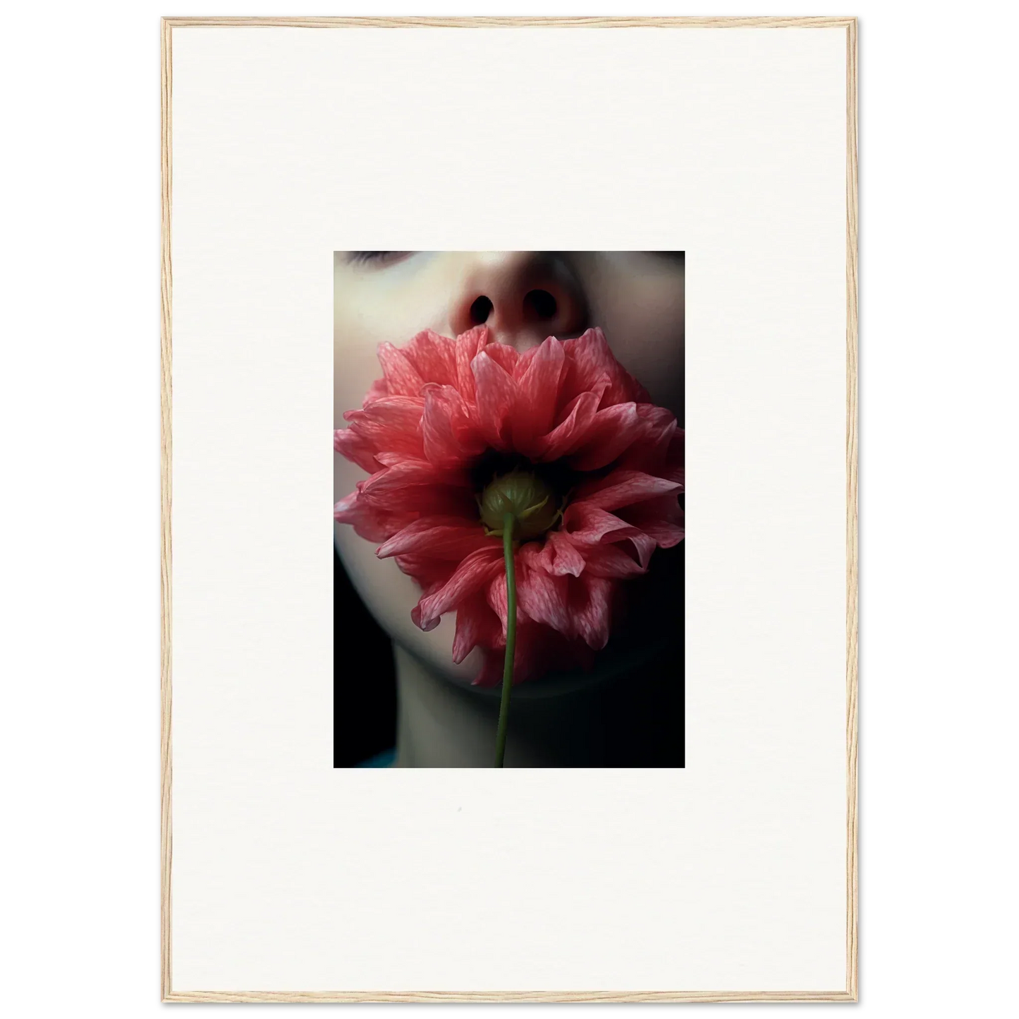 Close-up of a pink dahlia flower for stunning room decoration in a canvas print