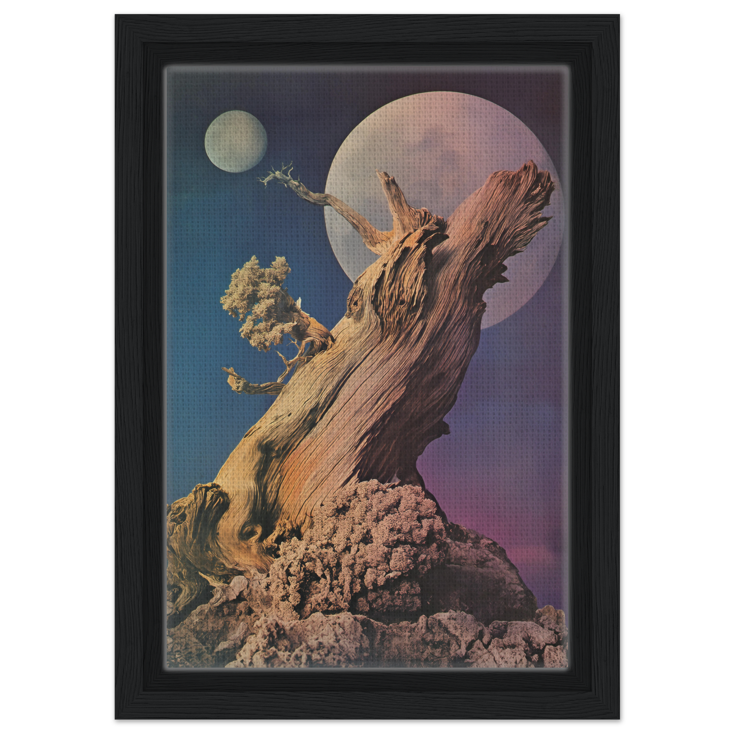 Twisted, weathered tree stump as art for Lunar Tree Epiphany framed canvas print