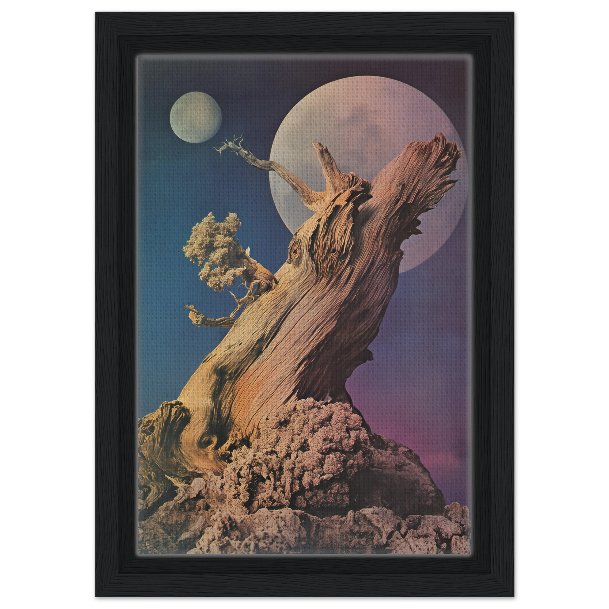 Twisted, weathered tree stump as art for Lunar Tree Epiphany framed canvas print