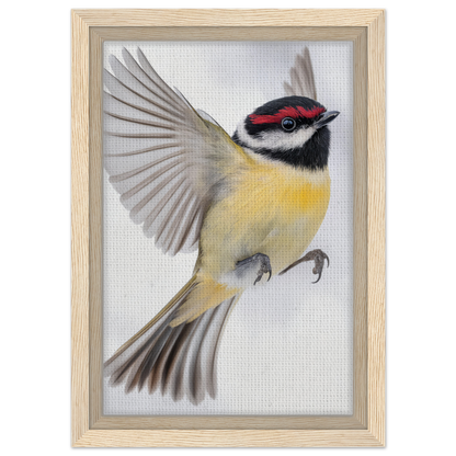 Colorful songbird in mid-flight on Warbler’s Zenith framed canvas print